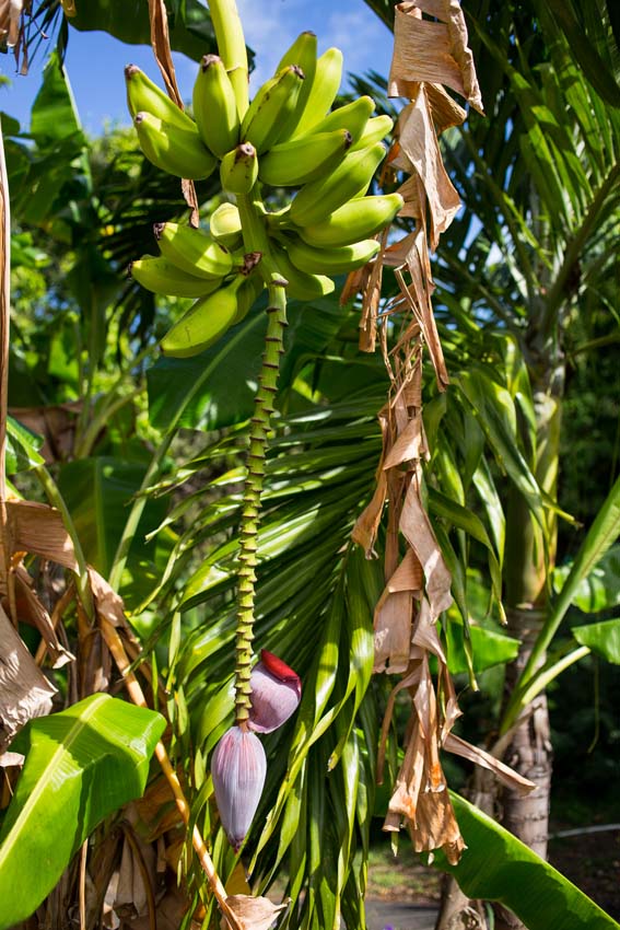 Flowering banana tree