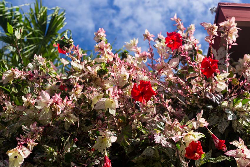 Hydrangea blossoms